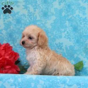Cherry, Maltipoo Puppy